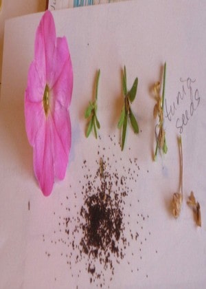 Petunia seeds