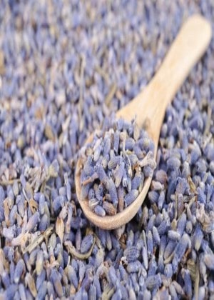 Lavender Seeds