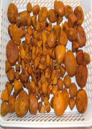 cow and ox gallstones